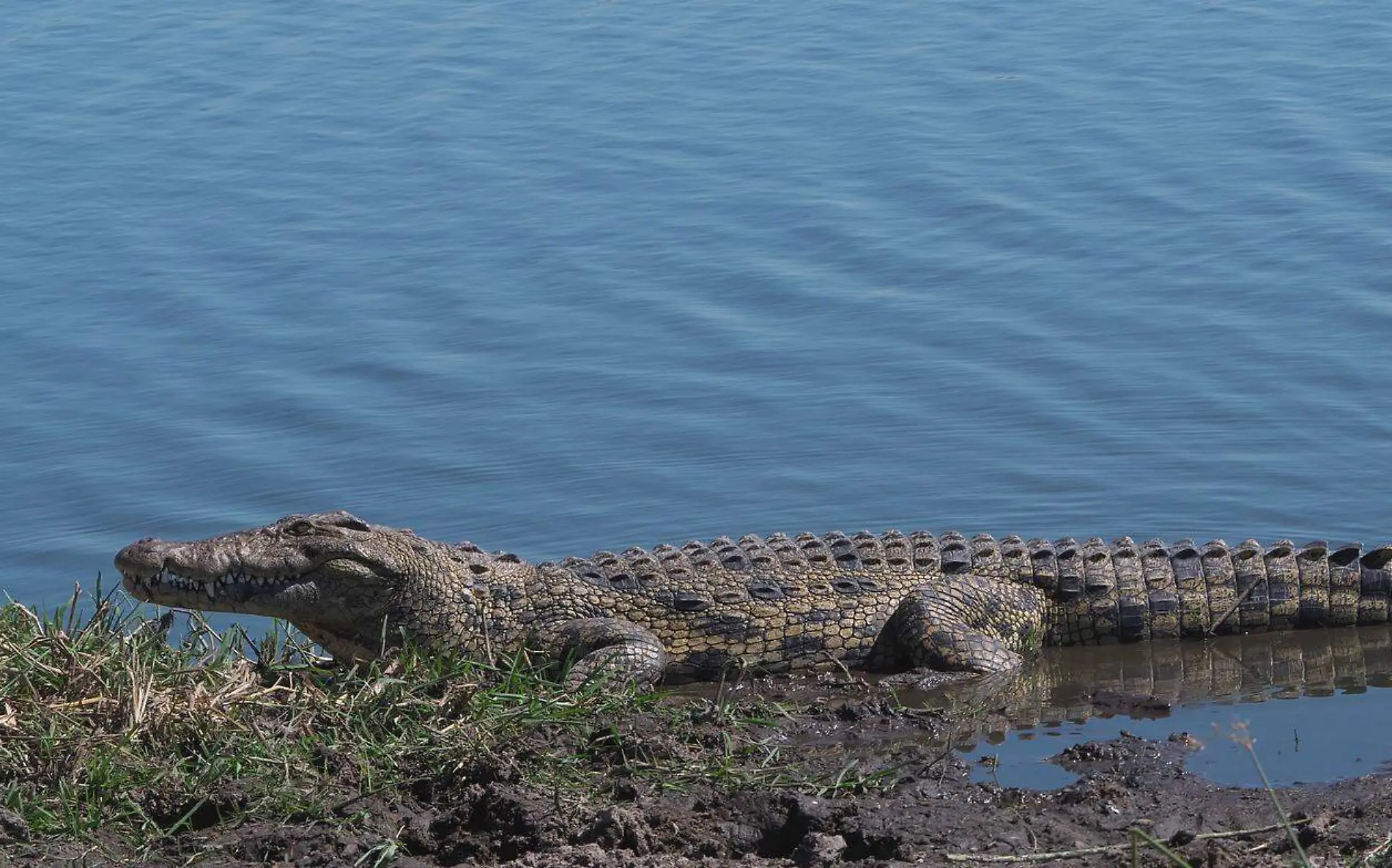 Analizar sacrificar a cocodrilo tras muerte de hombre en la laguna del Carpintero  Pixabay